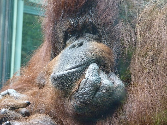 orangutan v zoo