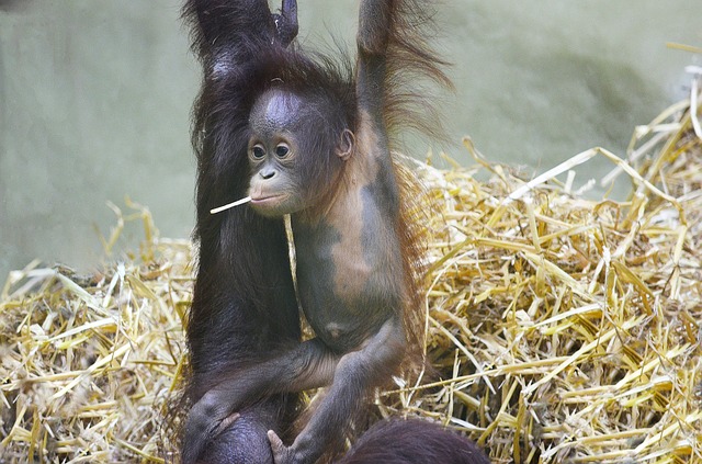 orangutan mládě