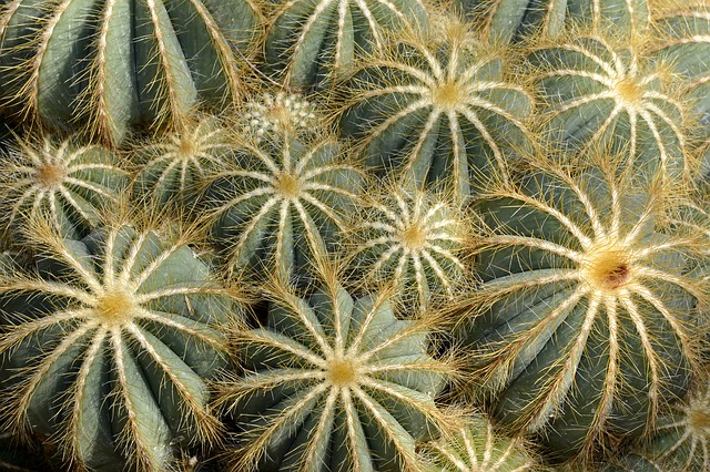 kaktus parodia magnifica.jpg