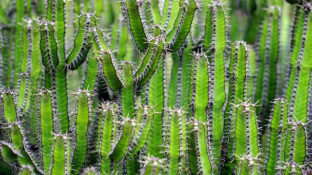 zelené kaktusy.jpg