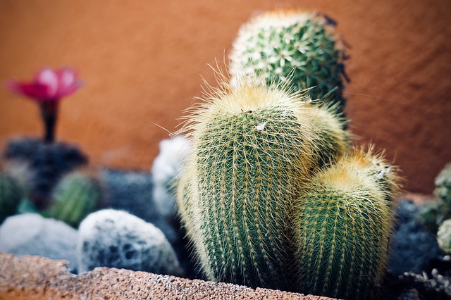 malé kaktusy.jpg